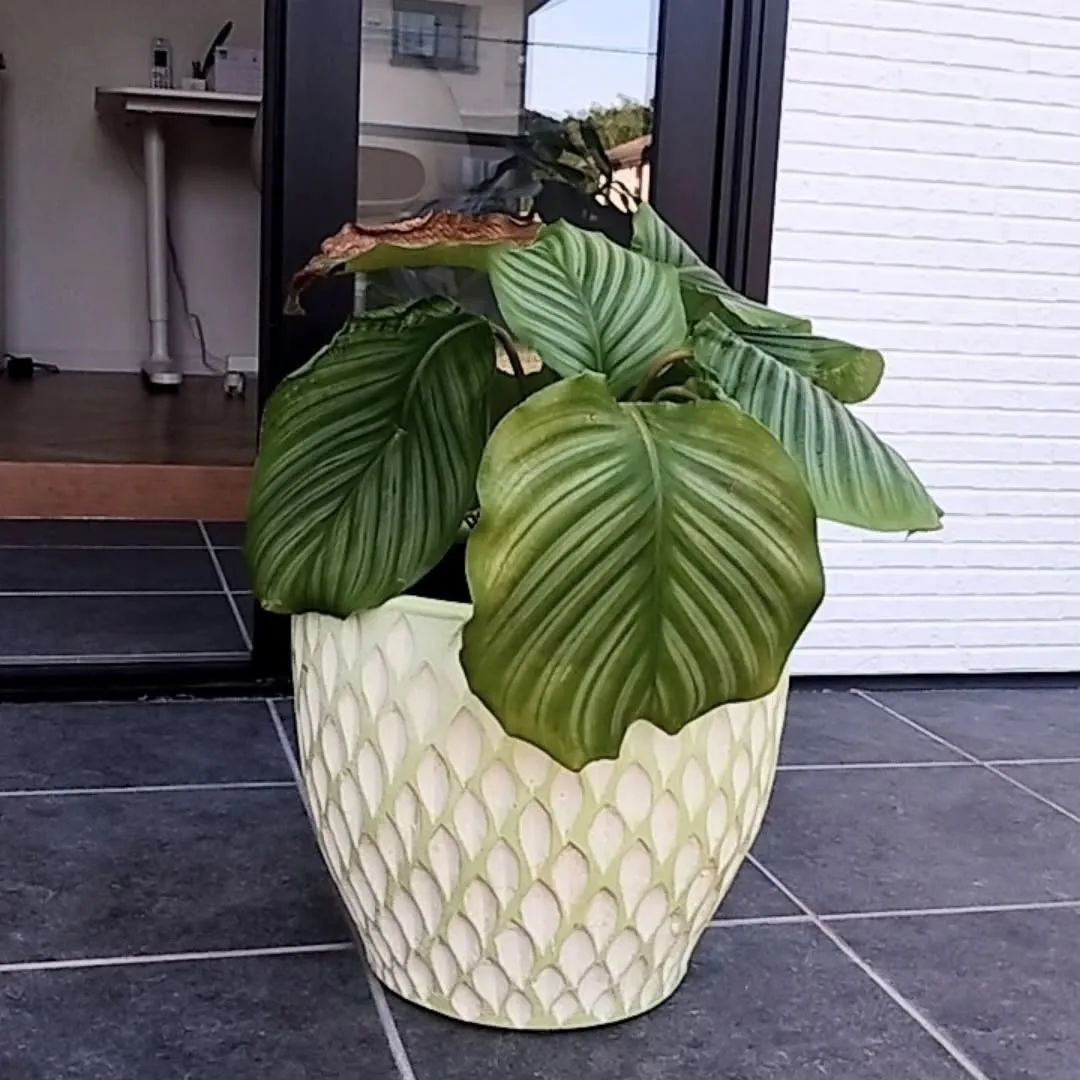 サロンの観葉を少し大きくしたくて