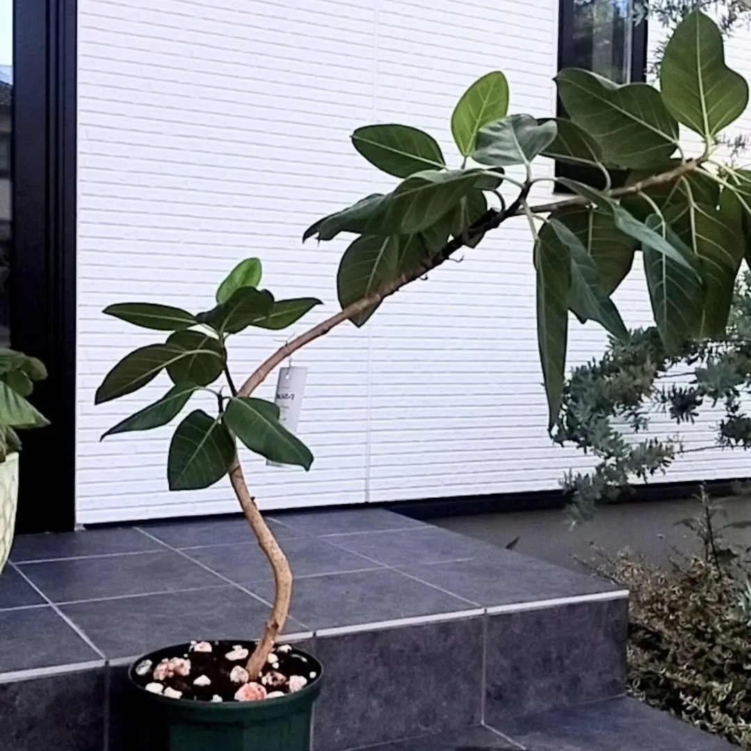 サロンの観葉を少し大きくしたくて